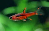 razbora-borneanska-boraras-brigittae-rasbora-powierzchnia-bytowania-sredniego-bytu