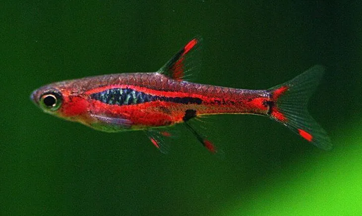 razbora-borneanska-boraras-brigittae-rasbora-wielkosc-maksymalna-2-cm