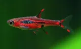 razbora-borneanska-boraras-brigittae-rasbora-wielkosc-maksymalna-2-cm