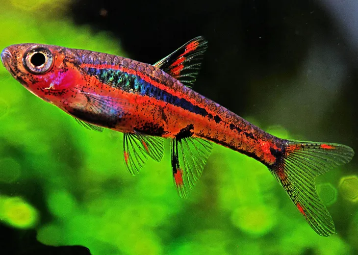 razbora-borneanska-boraras-brigittae-rasbora-wielkosc-minimalna-1-cm