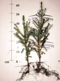 50-szt-x-picea-omorika-swierk-serbski-4560-cm-idealny-na-zywoplot