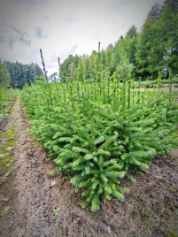 10-sztuk-x-swierk-serbski-70-cm-picea-omorika-sadzonka-z-golym-korzeniem