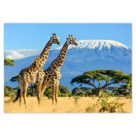 plakaty-100x70-zyrafy-na-safari
