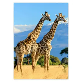 plakaty-50x70-zyrafy-na-safari