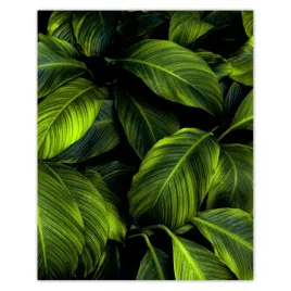 plakaty-40x50-piekne-zielone-liscie