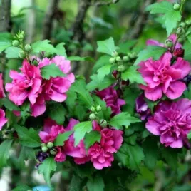hibiscus-freedom-dekoracyjny-krzew-lisciasty-idealny-na-solitery-i-rabat