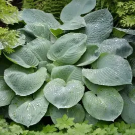 hosta-blue-angel-dekoracyjna-bylina-lisciasta-odporna-i-ozdobna