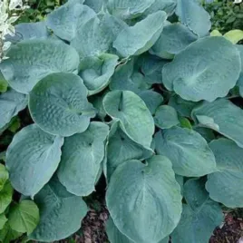 funkia-moonlight-sonata-jasnozolte-liscie-lawendowe-kwiaty-dekoracyjn