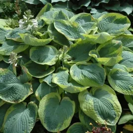 funkia-frances-williams-duze-liscie-z-kremowym-obrzezem-lawendowe-kwia