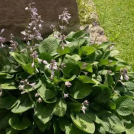 funkia-elegans-dekoracyjne-zielone-liscie-lawendowe-kwiaty-srednia-by