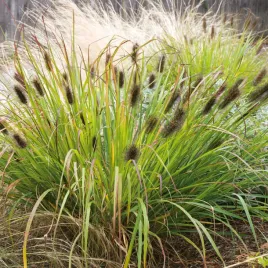 rozplenica-japonska-piorkowka-black-beauty-1-szt-trawa-ozdobna-sadzonki