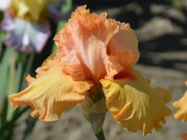 irys-kosaciec-pomaranczowy-autum-riesling-klacze