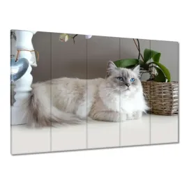 obrazy-225x160-kot-rasy-ragdoll