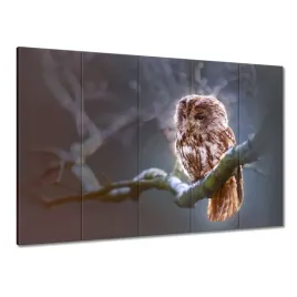 obrazy-225x160-sowa-na-galezi-drapieznik