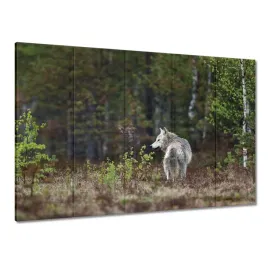 obrazy-225x160-wilk-wilki-wolf