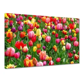obrazy-225x160-kolorowe-tulipany-na-lace
