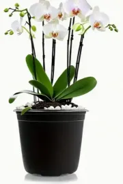doniczka-produkcyjna-fi-10-cm-czarna-do-rozsady-85-cm-cienka
