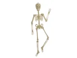 fluorescencyjny-szkielet-150-cm-kod-produktu-el-hal012