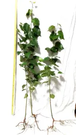 brzoza-brodawkowata-50-90-cm-komplet-100-sztuk