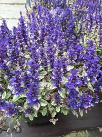 dabrowka-tenora-princess-nadia-ajuga-x-tenorii