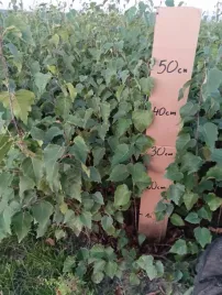 brzoza-brodawkowata-sadzonki-30-50-cm-komplet-100-sztuk