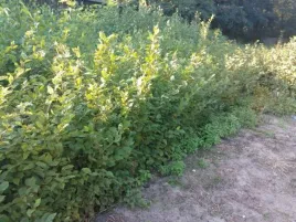 grab-pospolity-sadzonki-na-zywoplot-60-100cm-komplet-100-sztuk