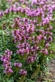 glowienka-gruss-aus-isernhagen-prunella-hybrida