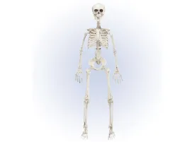 szkielet-90-cm