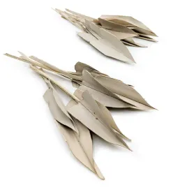 palma-arrow-leaf-strzalka-palm-spear-naturalna-20szt