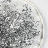 ruskus-suszony-ruscus-srebrny-kod-producenta-ruskus-suszony-srebrny-it