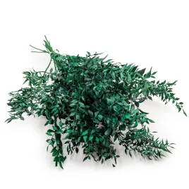 ruskus-suszony-ruscus-zielony
