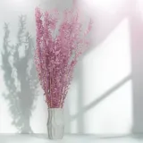 ruskus-stabilizowany-ruscus-wrzosowy-wysokosc-maksymalna-60-cm