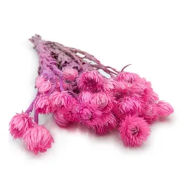 kaaps-flower-phaenocoma-prolifera-cape-strawflower-rozowy