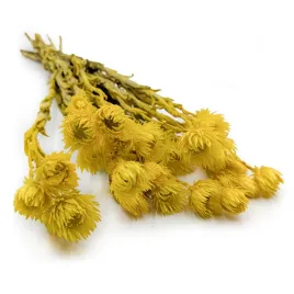 kaaps-flower-phaenocoma-prolifera-cape-strawflower-zolty