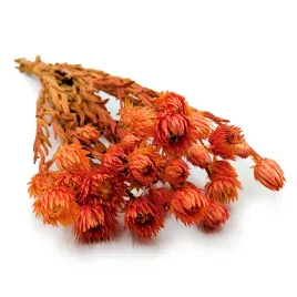 kaaps-flower-phaenocoma-prolifera-cape-strawflower-pomaranczowy