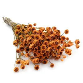 zlociszek-suszony-wiekuistka-ammobium-alatum-pomaranczowy