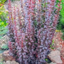 berberys-dariusz-c2-berberis-thunbergii-liscie-czerwone-dekoracyjny