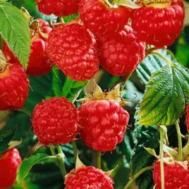 malina-meeker-doniczka-c2-odmiana-deserowa-obfite-plony