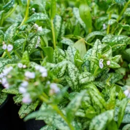 miodunka-moonshine-doniczka-c2-ozdobne-liscie-i-kwiaty