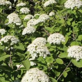 kalina-lantana-c2-viburnum-lantana-dekoracyjny-krzew-ogrodowy