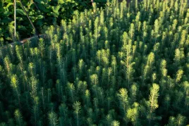 swierk-pospolity-sadzonki-15-30-cm-komplet-100-sztuk