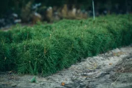 sosna-pospolita-sadzonki-15-25-cm-komplet-100-sztuk