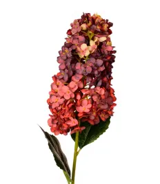 hortensja-bukietowa-bordo-galaz-79cm