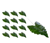 lisc-anturium-duzy-12-sztuk
