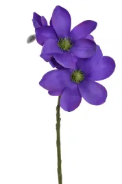 magnolia-galazka-fioletowo-niebieska