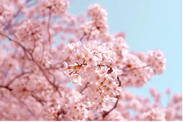 deep-fresh-zel-pod-prysznic-sakura-1l-opakowanie-butelka