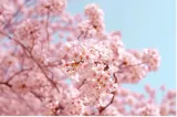 deep-fresh-zel-pod-prysznic-sakura-1l-opakowanie-butelka