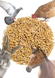 owies-paszowy-1-kg-naturalny-swiezy-zbior-2025-pakowany-zbiorczo