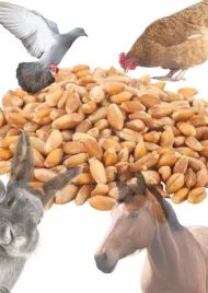 pszenica-paszowa-1-kg-naturalna-swiezy-zbior-2025-pakowany-zbiorczo