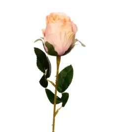 roza-galazka-kremowa-z-fioletem
